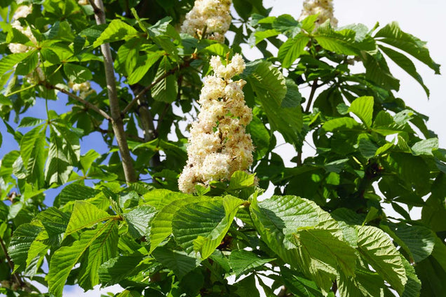 Aesculus hippocastanum 'Baumannii' bloesem