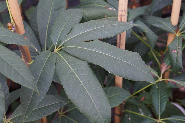 Aesculus indica 'Sydney Pearce' blad