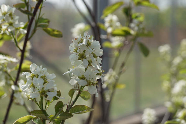 Amelanchier alnifolia 'Smoky' bloem