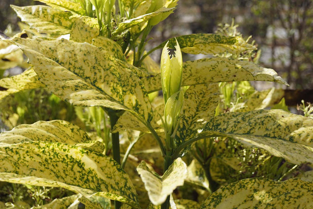 Aucuba japonica 'Golden King' blad
