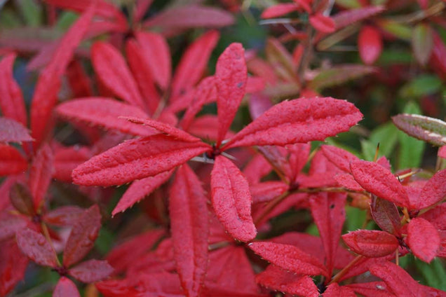 Berberis julianae blad