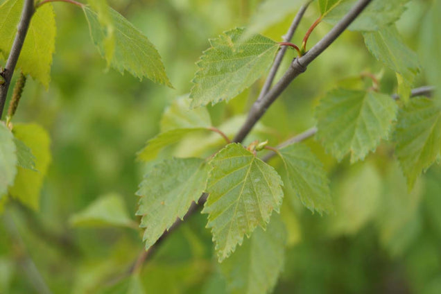 Betula pubescens blad