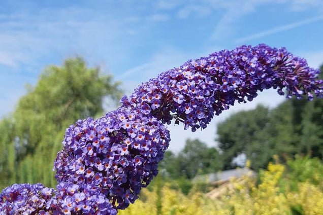 Buddleja alternifolia