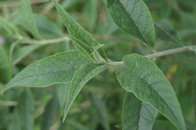 Buddleja davidii
