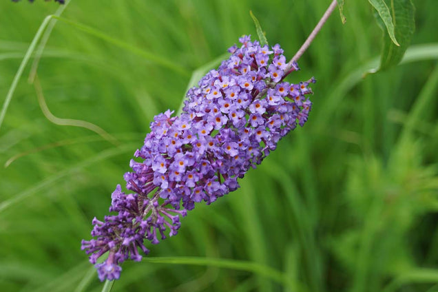 Buddleja davidii 'Empire Blue'