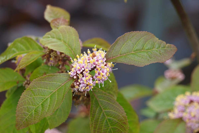 Callicarpa bodinieri giraldii