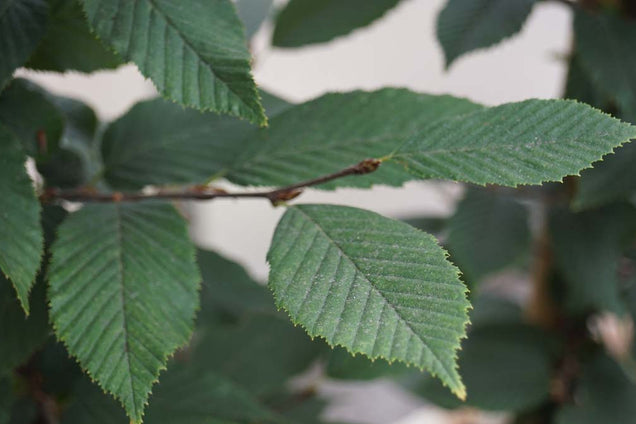 Carpinus betulus 'Fastigiata'