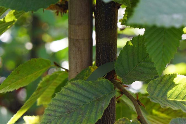 Carpinus caroliniana
