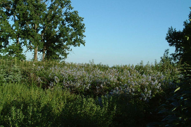 Ceanothus delilianus 'Gloire de Versailles'