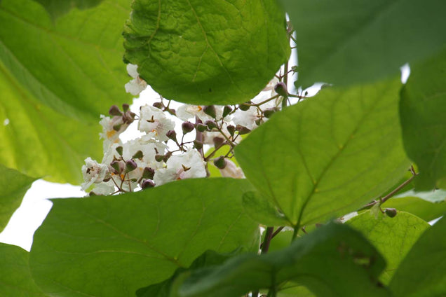 Catalpa bignonioides 'Aurea' bloem