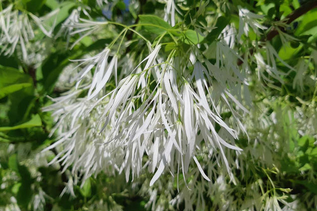 Chionanthus virginicus