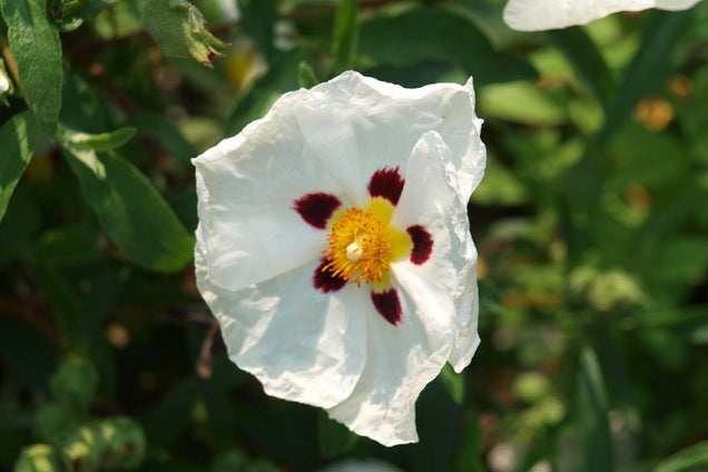 Cistus ladanifer
