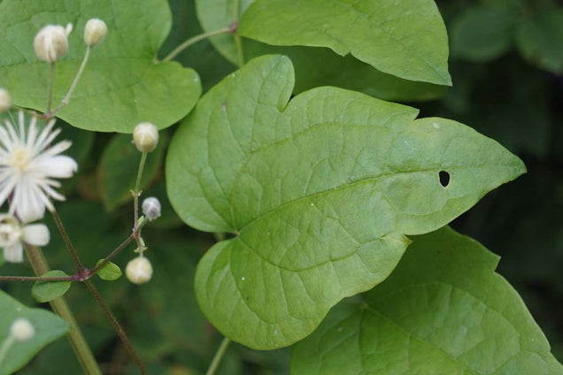 Clematis vitalba