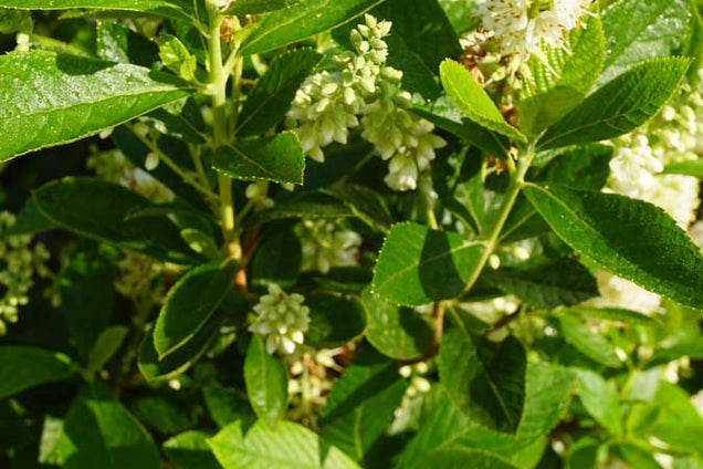 Clethra alnifolia