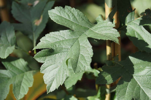 Crataegus chlorosarca