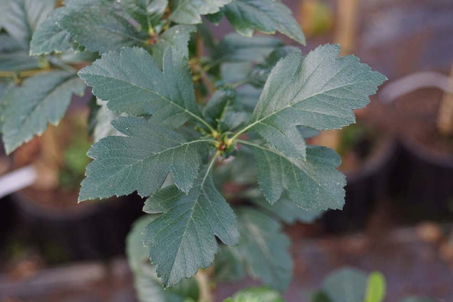 Crataegus grignonensis