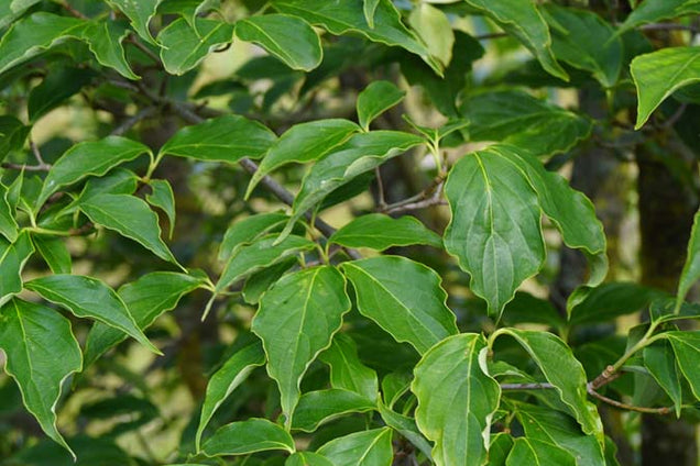 Cornus 'Rutcan' blad