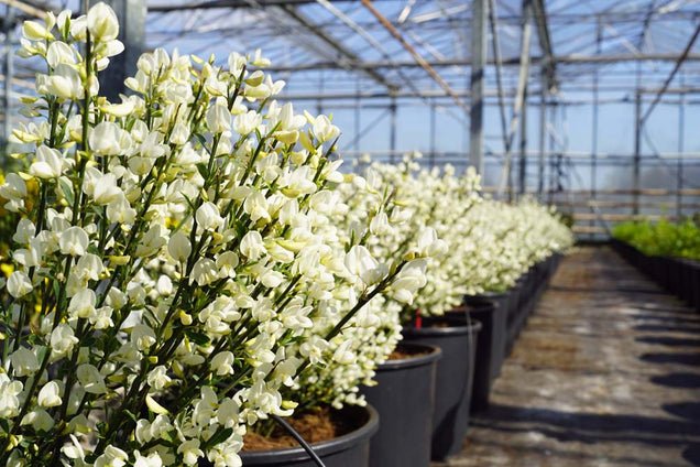 Cytisus praecox 'Albus'