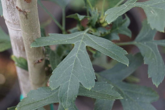 Crataegus monogyna 'Compacta'
