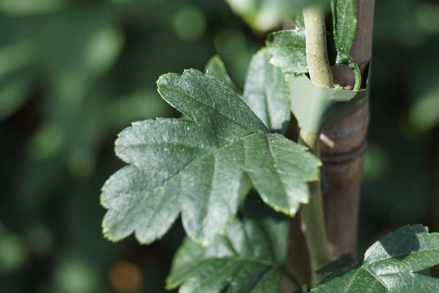 Crataegus monogyna 'Flexuosa'
