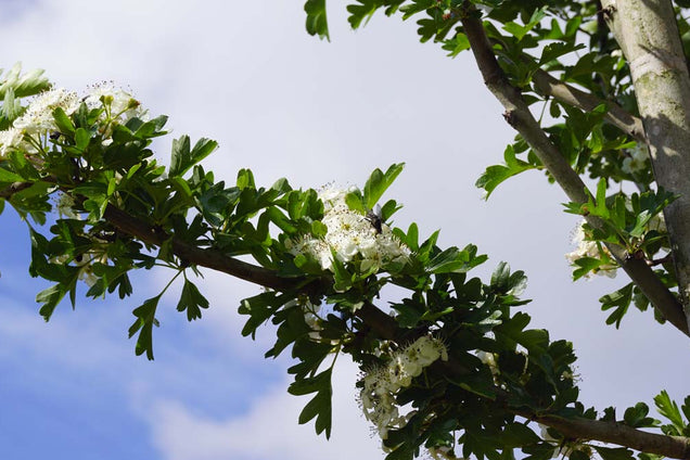 Crataegus monogyna 'Stricta' bloem