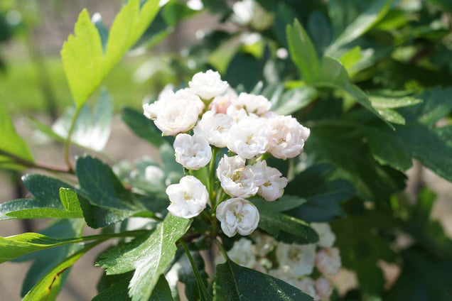 Crataegus mordenensis 'Toba' bloem
