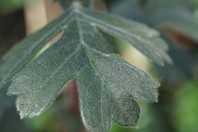 Crataegus tanacetifolia