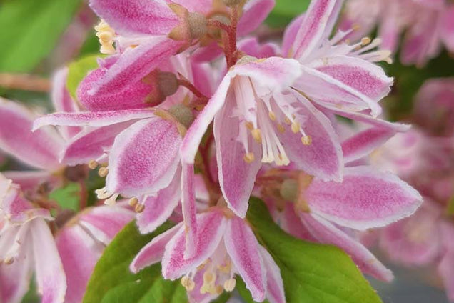 Deutzia hybrida 'Strawberry Fields'