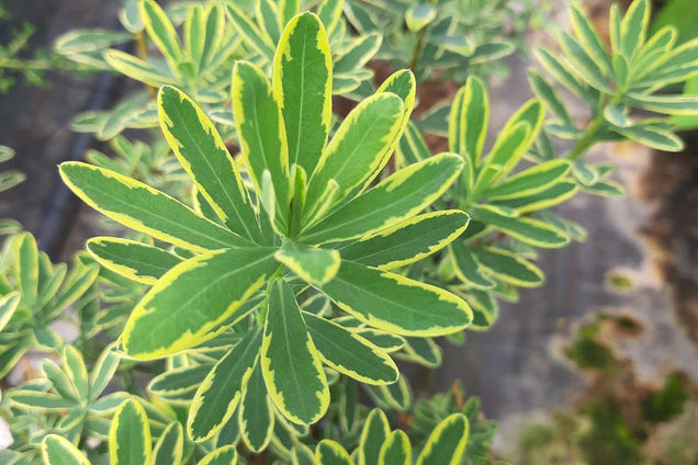 Daphne burkwoodii 'Astrid'