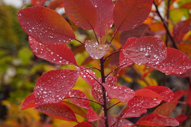 Cotinus coggygria