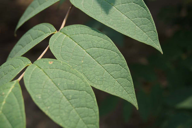 Decaisnea fargesii blad