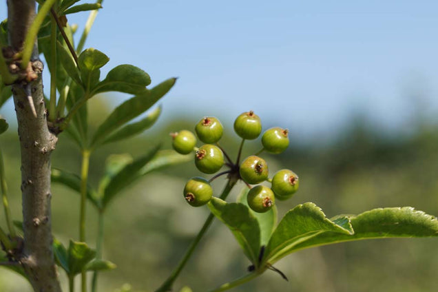 Eleutherococcus sieboldianus bes