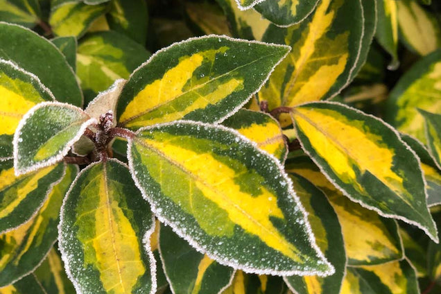 Elaeagnus ebbingei 'Limelight'