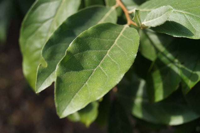 Elaeagnus pungens