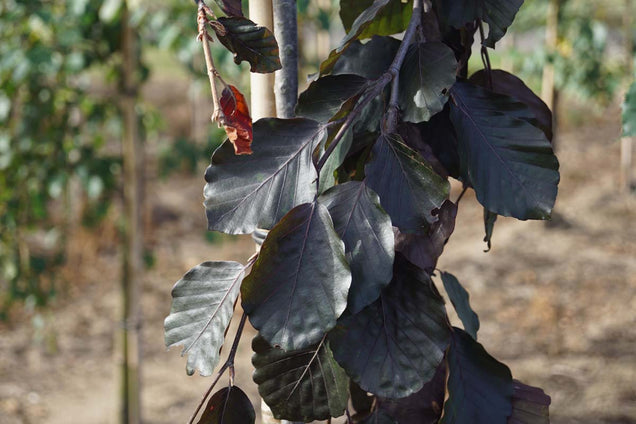Fagus sylvatica 'Black Swan'