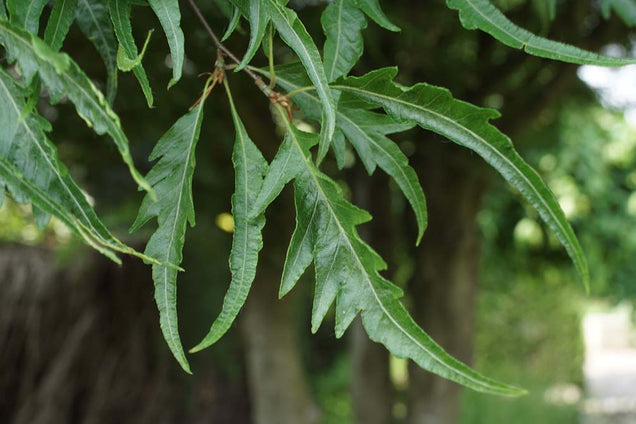 Fagus sylvatica 'Mercedes' blad