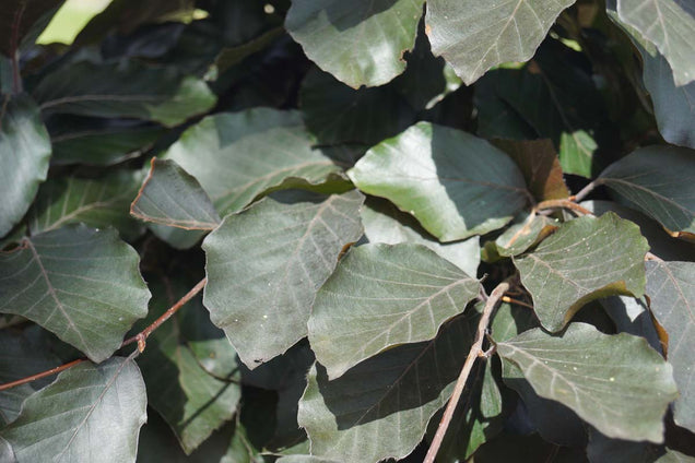 Fagus sylvatica 'Riversii'
