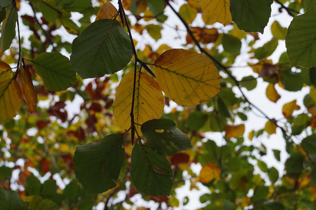 Fagus sylvatica 'Zlatia'