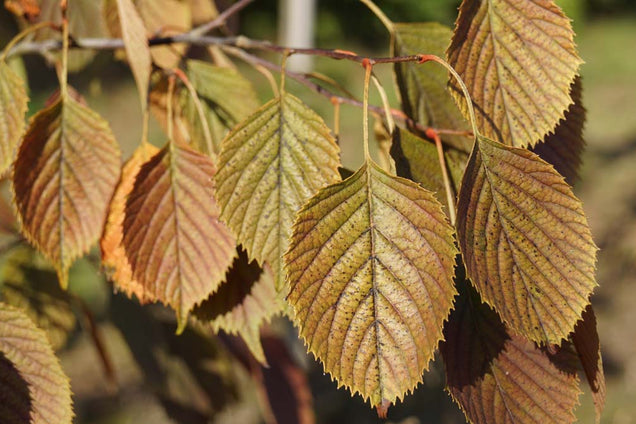 Euptelea pleiosperma