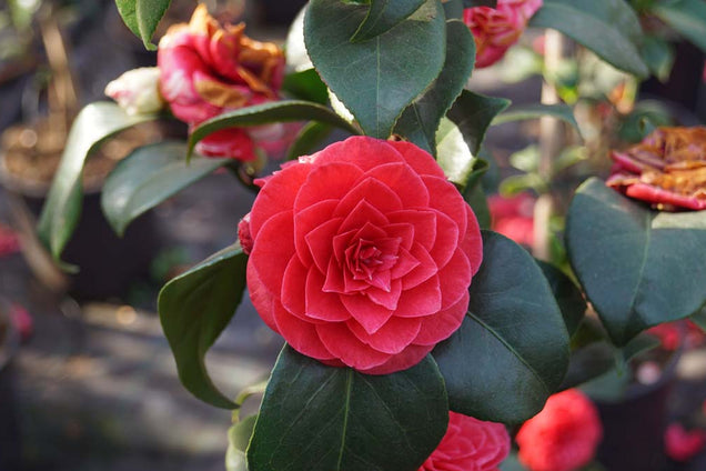Camellia japonica 'Principessa Baciocchi' bloem