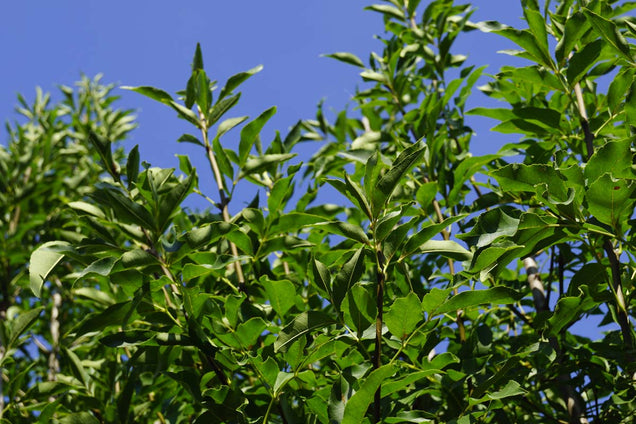 Fraxinus ornus 'Paus Johannes-Paulus II' bladeren