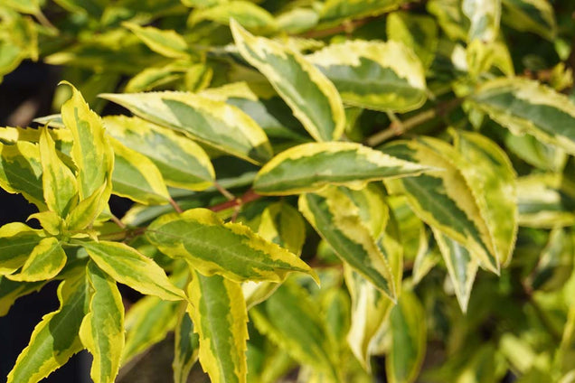 Forsythia intermedia 'Golden Times'
