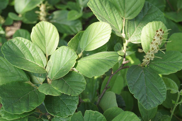 Fothergilla gardenii