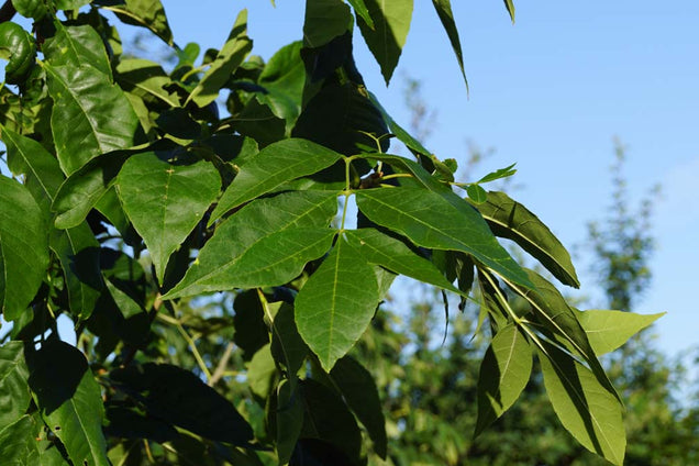 Fraxinus pennsylvanica 'Zundert'