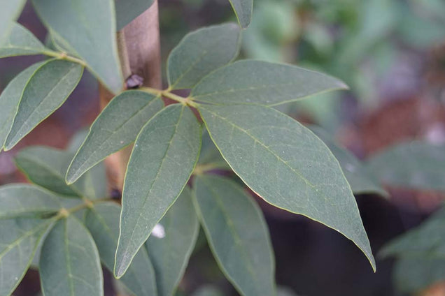 Fraxinus sieboldiana