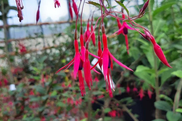 Fuchsia 'Riccartonii' bloem