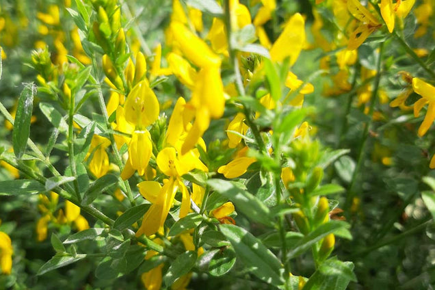 Genista tinctoria 'Royal Gold'