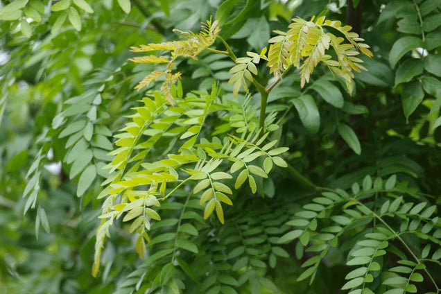 Gleditsia triacanthos 'Skyline' blad