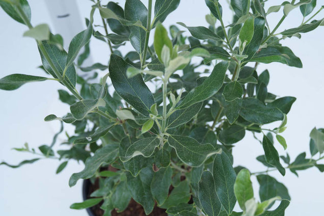 Garrya thuretii