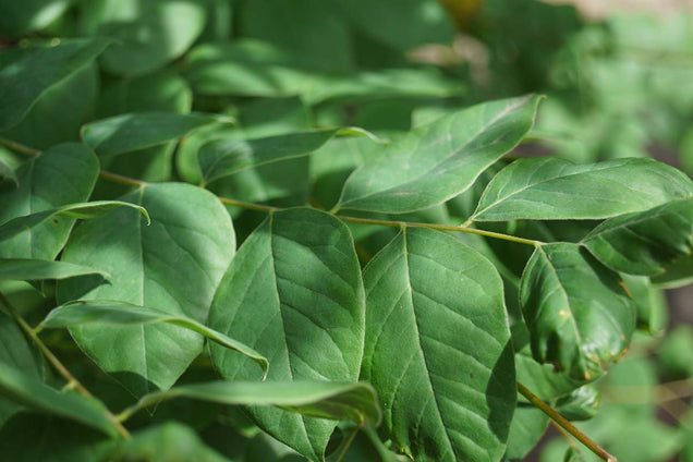 Gymnocladus dioica blad
